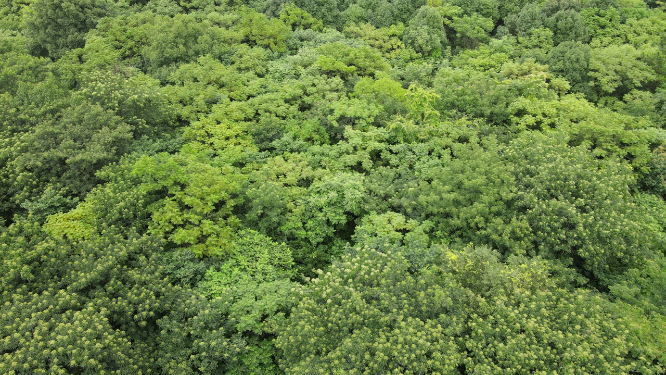 湖南汨罗屈子文化园4A景区航拍 
