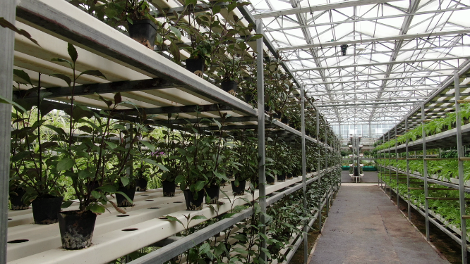 现代农业无土种植蔬菜培育