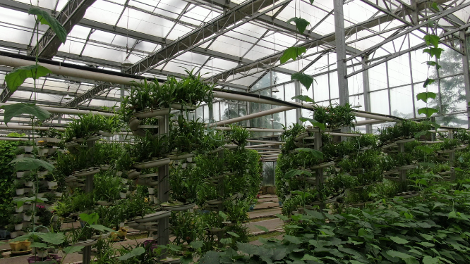 现代农业无土种植蔬菜培育