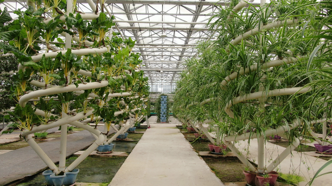 现代农业无土种植蔬菜培育