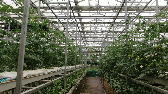 现代农业种植番茄蔬菜