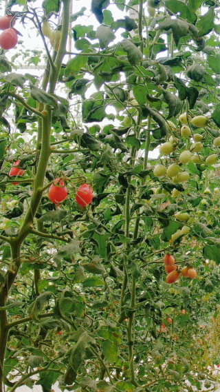 现代农业西红柿蔬菜种植竖屏
