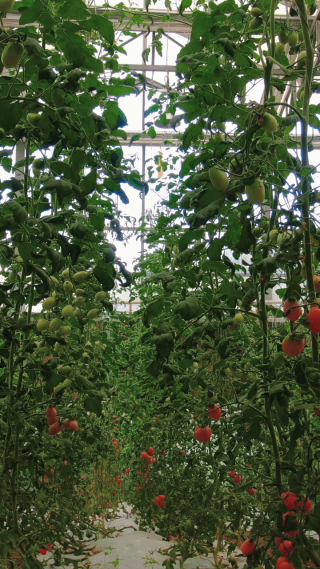 现代农业西红柿蔬菜种植竖屏