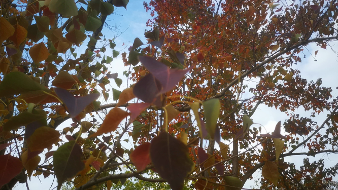 秋天枯黄枫叶植物树枝树叶