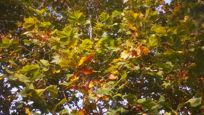 秋天枯黄枫叶植物树枝树叶