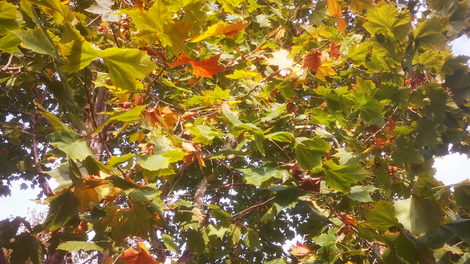 秋天枯黄枫叶植物树枝树叶