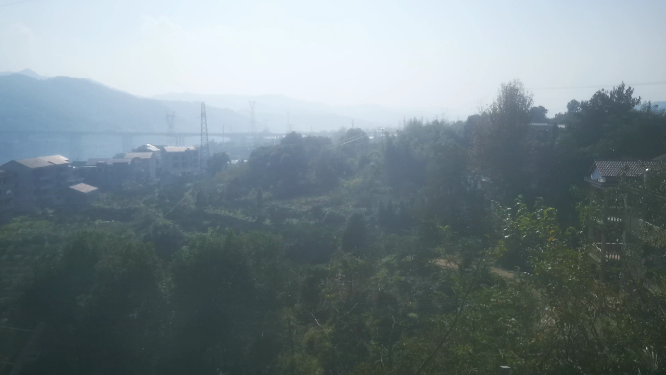 秋天植物阳光树枝树叶