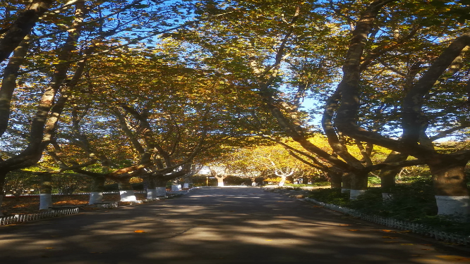 秋天植物阳光树枝树叶