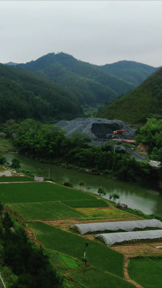 绿油油杂交水稻农业种植竖屏航拍