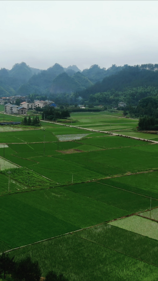 绿油油杂交水稻农业种植竖屏航拍