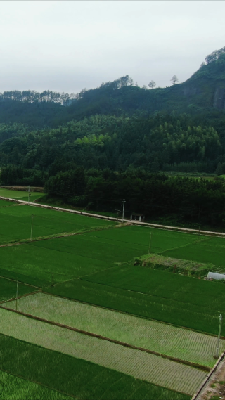 绿油油杂交水稻农业种植竖屏航拍