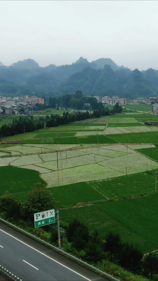 绿油油杂交水稻农业种植竖屏航拍