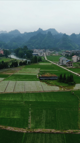 绿油油杂交水稻农业种植竖屏航拍