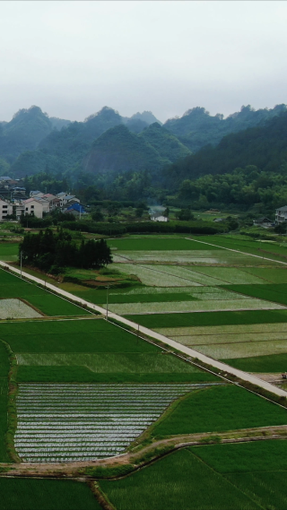 绿油油杂交水稻农业种植竖屏航拍