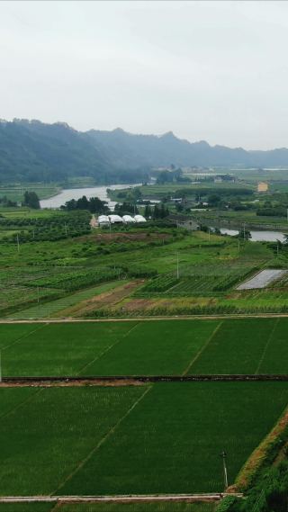 绿油油杂交水稻农业种植竖屏航拍