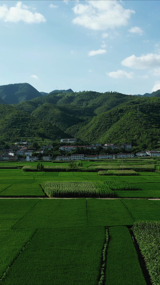绿油油杂交水稻农田竖屏航拍