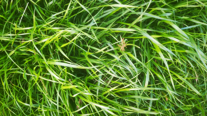 绿油油野草植物 