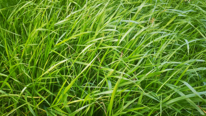 绿油油野草植物 