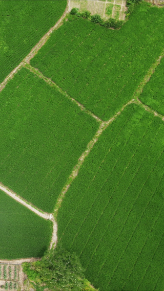 绿色农田农业种植水稻竖屏航拍