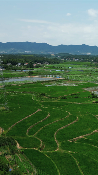 绿色农田水稻种植竖屏航拍