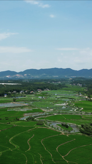 绿色农田水稻种植竖屏航拍