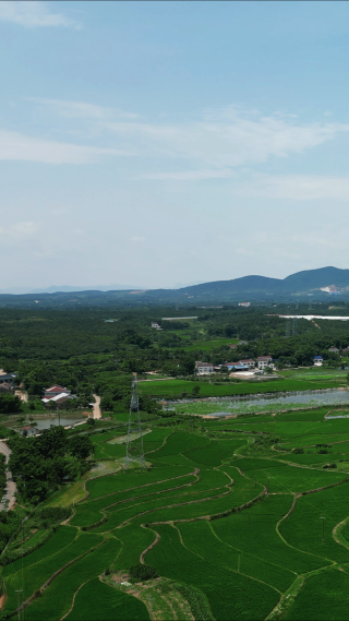绿色农田水稻种植竖屏航拍
