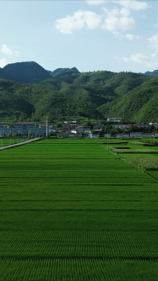 绿色杂交水稻粮食竖屏航拍