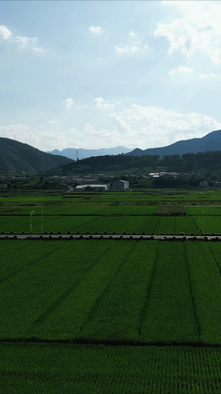 绿色杂交水稻粮食竖屏航拍