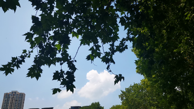 绿色植物树叶