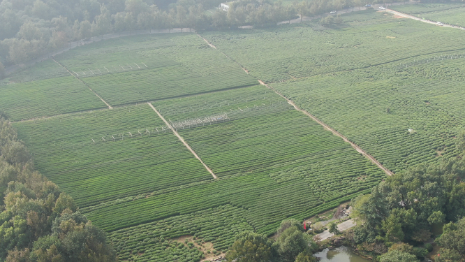 绿色茶园种植基地