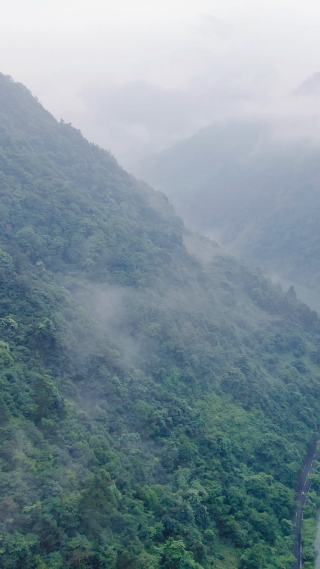 自然风光绿色森林山谷清晨云雾竖屏航拍