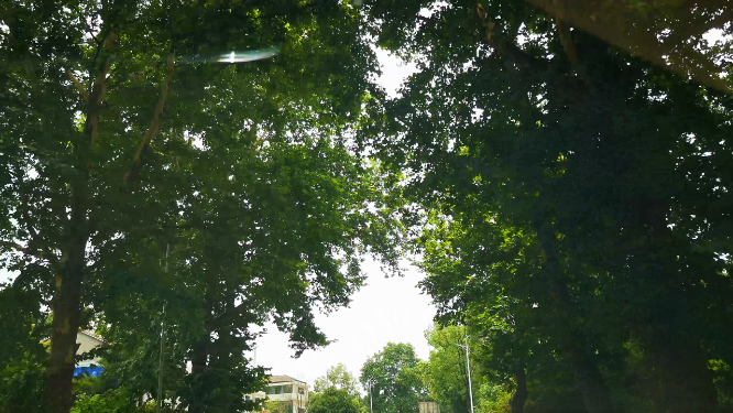 自然风景阳光树枝树叶植物
