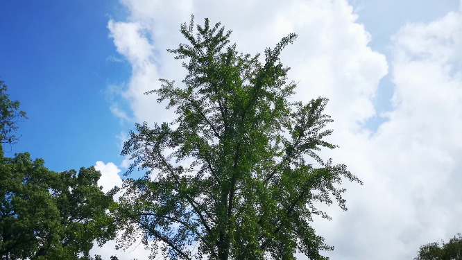自然风景阳光树枝树叶植物