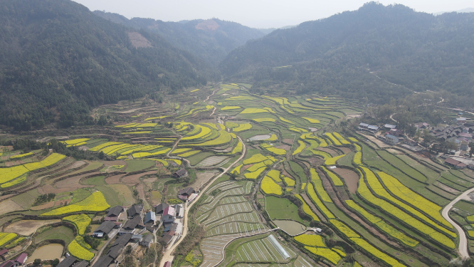 航拍乡村田园金黄油菜花