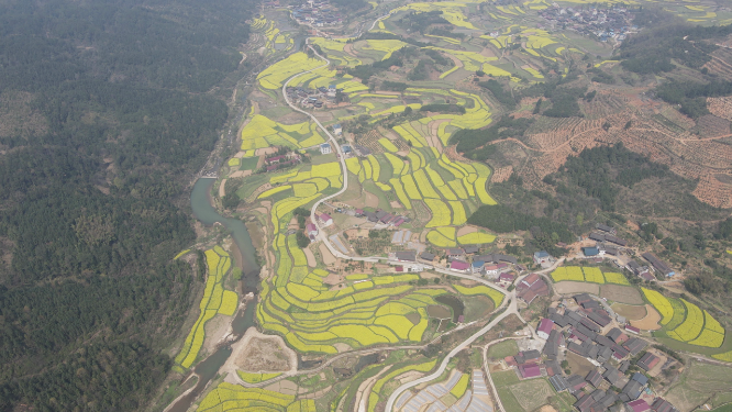 航拍乡村田园金黄油菜花