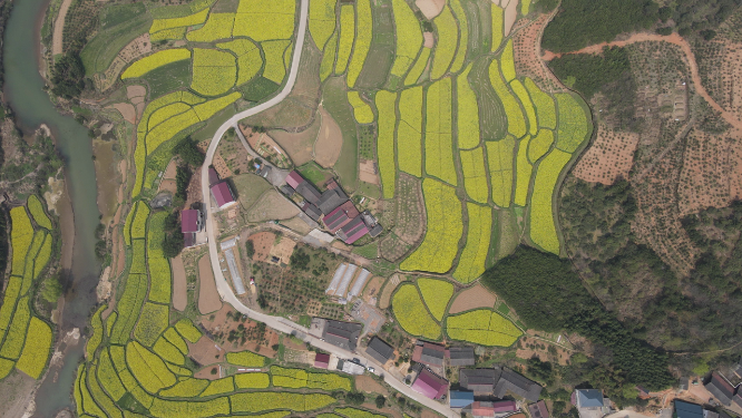 航拍乡村田园金黄油菜花