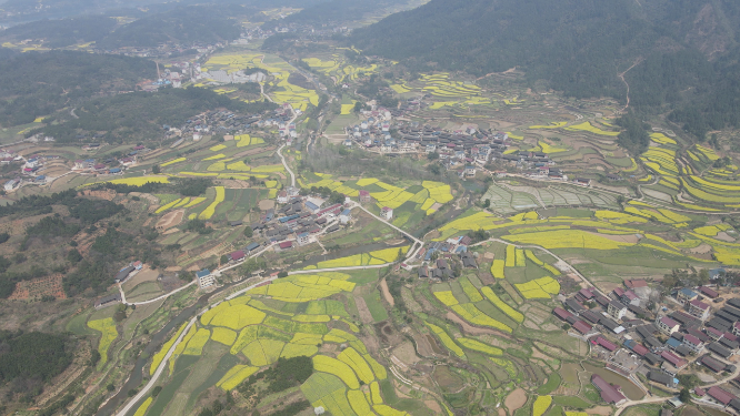 航拍乡村田园金黄油菜花