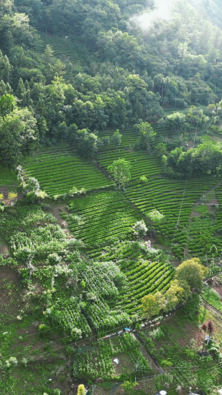 航拍农业种植茶园