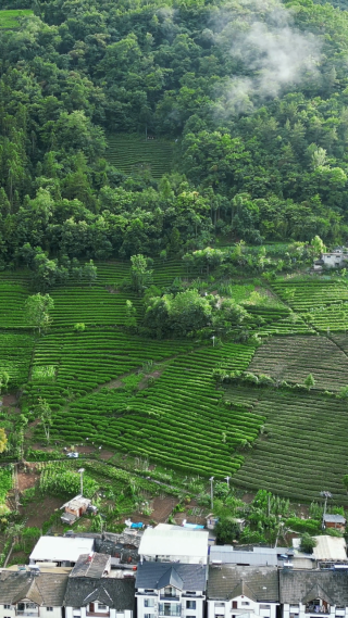 航拍农业种植茶园