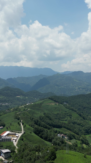 航拍农业高山茶园