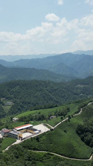 航拍农业高山茶园