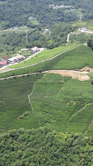 航拍农业高山茶园