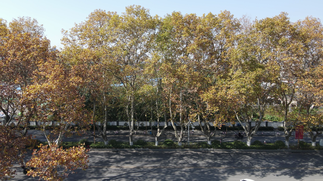 航拍南京城市大道枯黄法国梧桐