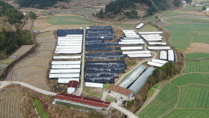 航拍大棚农业种植基地