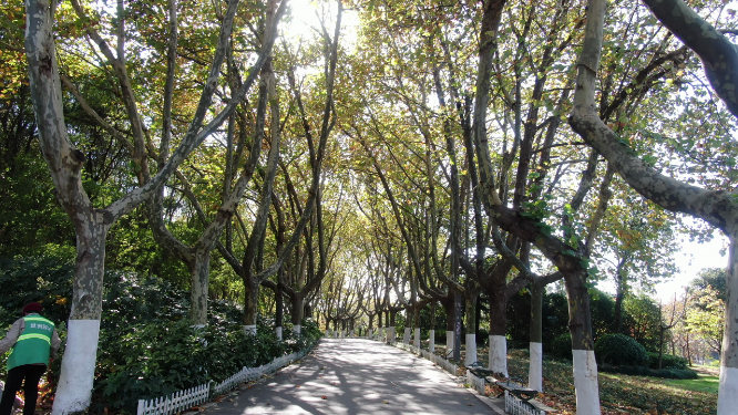航拍大自然秋景枯黄树叶