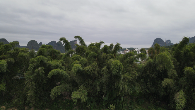 航拍绿色竹林植物树枝树叶