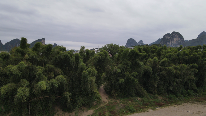 航拍绿色竹林植物树枝树叶