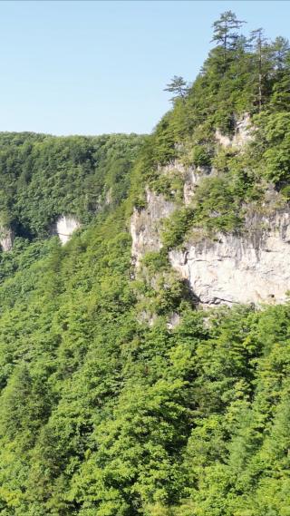 航拍悬崖峭壁山崖上的树枝