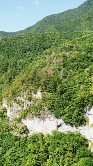 航拍悬崖峭壁山崖上的树枝