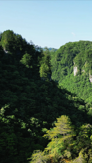 航拍悬崖峭壁山崖上的树枝